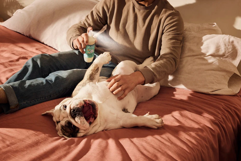 Sweet Chamomile Dog Deodorizing Spritz - Image 6